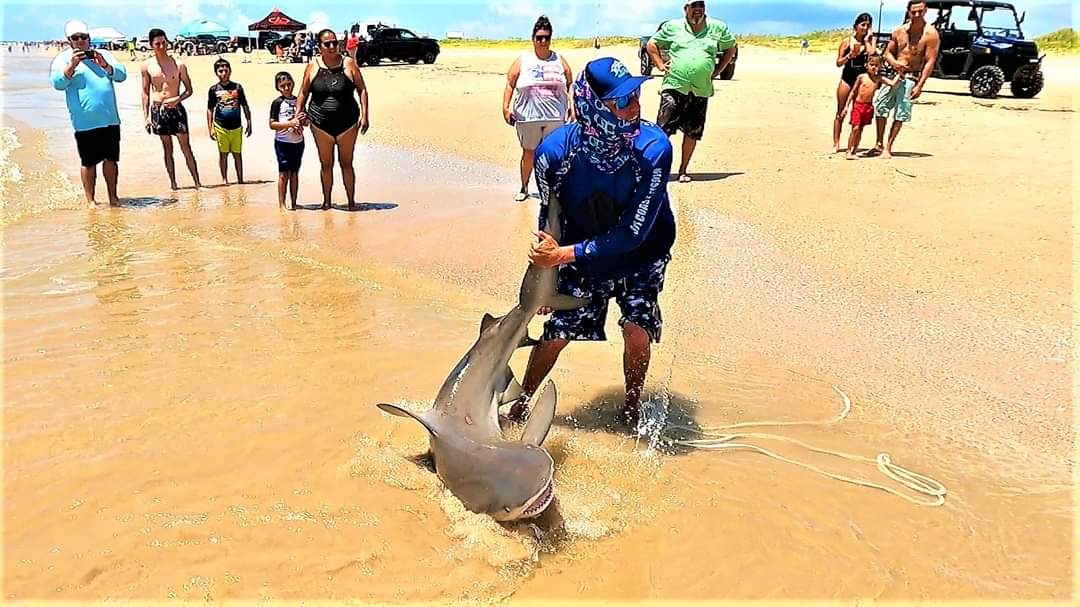 Shark and Bull Red Charter